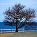 tree by dianen