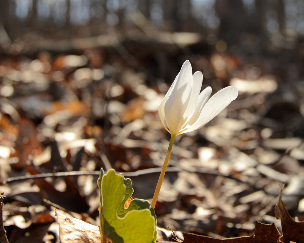 blood root by francoise