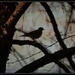 Bird In Tree by essiesue