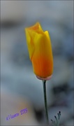 2nd Apr 2015 - California Poppy