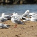 Seagulls by leestevo