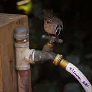 31st Mar 2015 - Thirsty Birdie