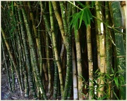 12th Apr 2015 - Grove of " signature " Bamboo.