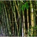 Grove of " signature " Bamboo. by happysnaps