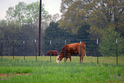 11th Apr 2015 - Neighbor's Cows