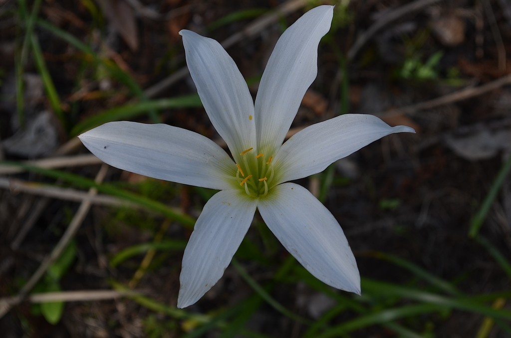 Easter Lily, Cypress Gardens by congaree