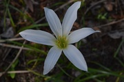 12th Apr 2015 - Easter Lily, Cypress Gardens
