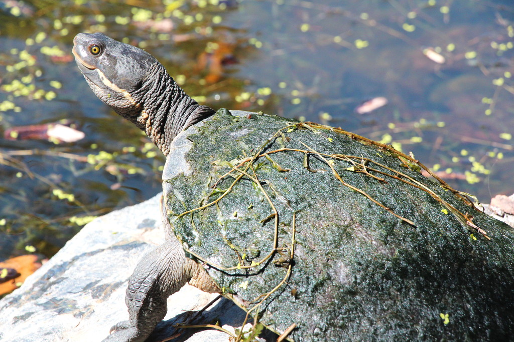 Tommy Turtle by terryliv