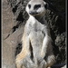 Meerkat.. by julzmaioro