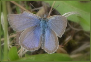 12th Apr 2015 - Common Blue Butterfly