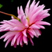 Blooming Pink by kiwinanna