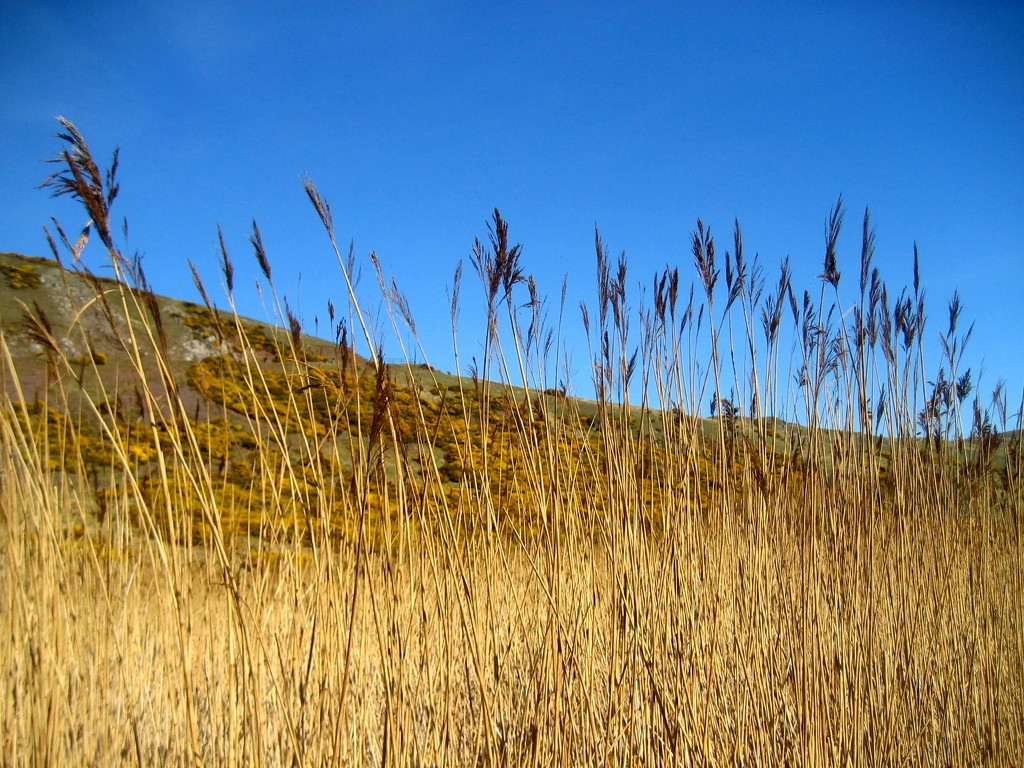 Tall grasses/blue sky by steveandkerry