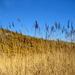 Tall grasses/blue sky by steveandkerry