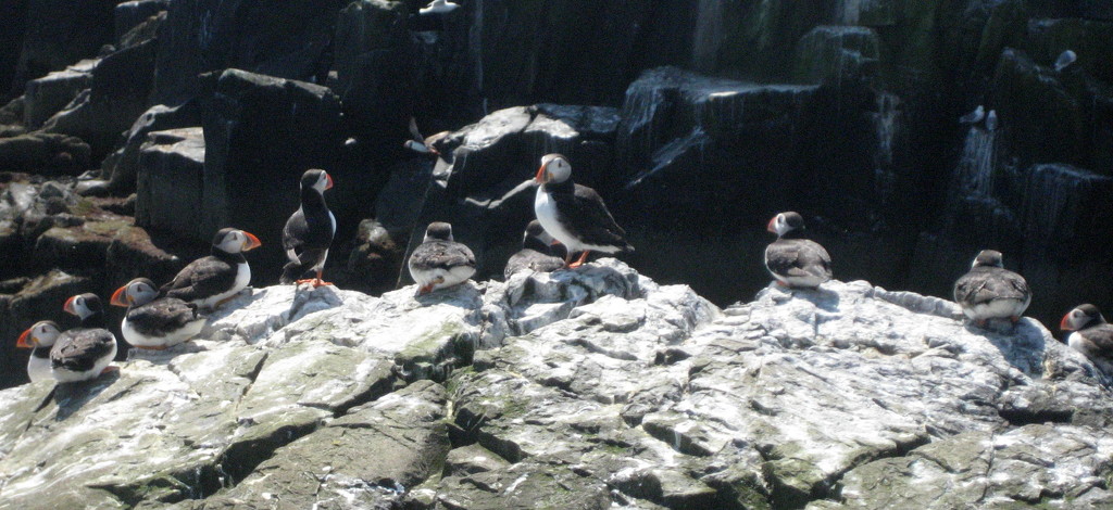 puffins by steveandkerry