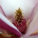 Magnolia I by gabis