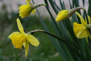 12th Apr 2015 - The daffodils are in bloom