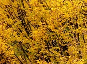 4th Nov 2010 - Yellow leaves