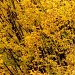 Yellow leaves by berend