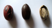 23rd May 2013 - Nutmegs