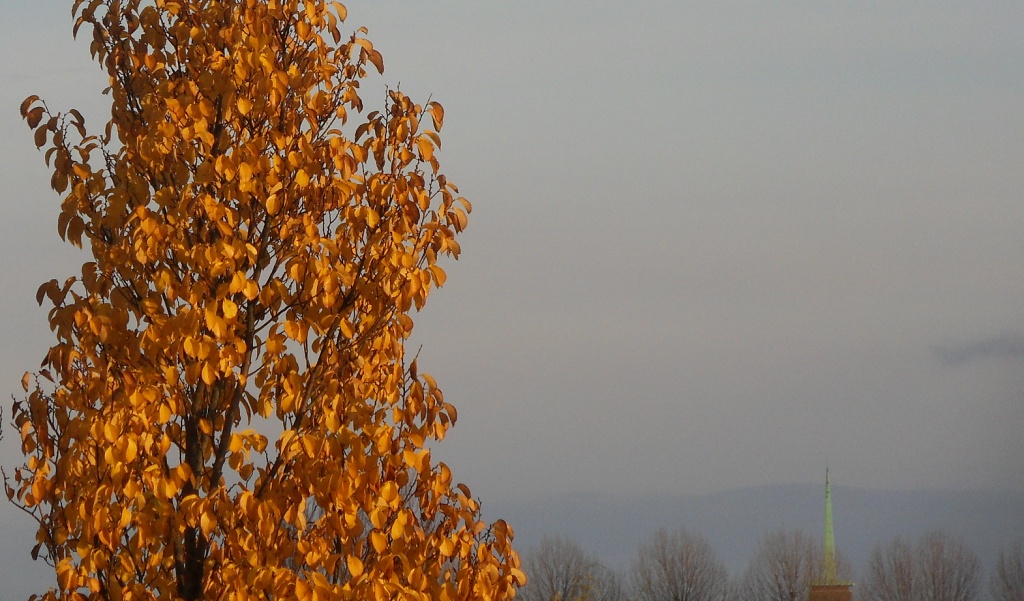 Yellow tree by berend