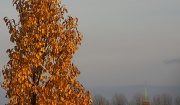 7th Nov 2010 - Yellow tree