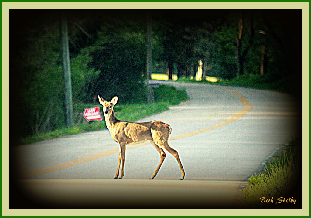 Deer Crossing by vernabeth