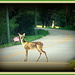 Deer Crossing by vernabeth