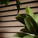 Plants and blinds by berend