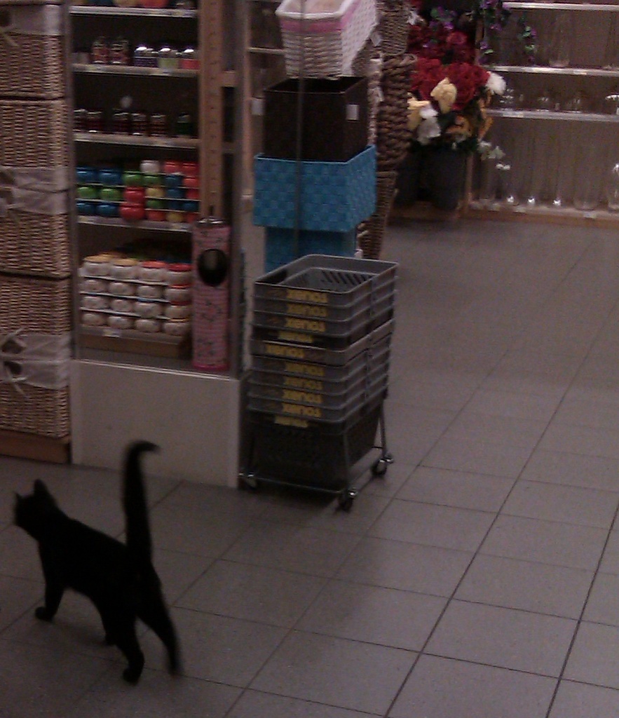 In-store cat by berend