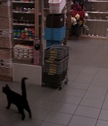 5th Nov 2010 - In-store cat