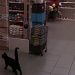 In-store cat by berend