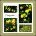 Spring yellows  by beryl