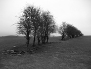7th Mar 2014 - old hedge 