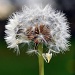 dandelion love by blightygal