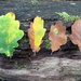 leaves by steveandkerry