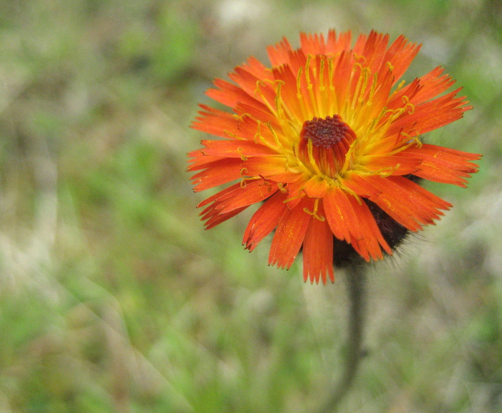 Beautiful orange flower by steveandkerry