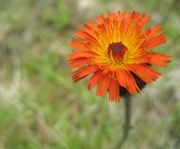 2nd Jun 2013 - Beautiful orange flower