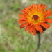 Beautiful orange flower by steveandkerry