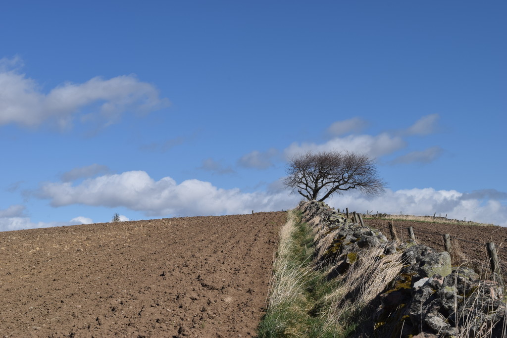 tree and wall by christophercox