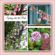 13th Apr 2015 - Spring in the Pink 