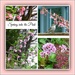 Spring in the Pink  by beryl
