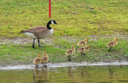 12th Apr 2015 - Six little geese a walking