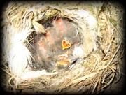 26th May 2014 - Pied wagtail chicks 