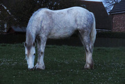 12th Oct 2011 - Horse