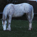 Horse by bizziebeeme