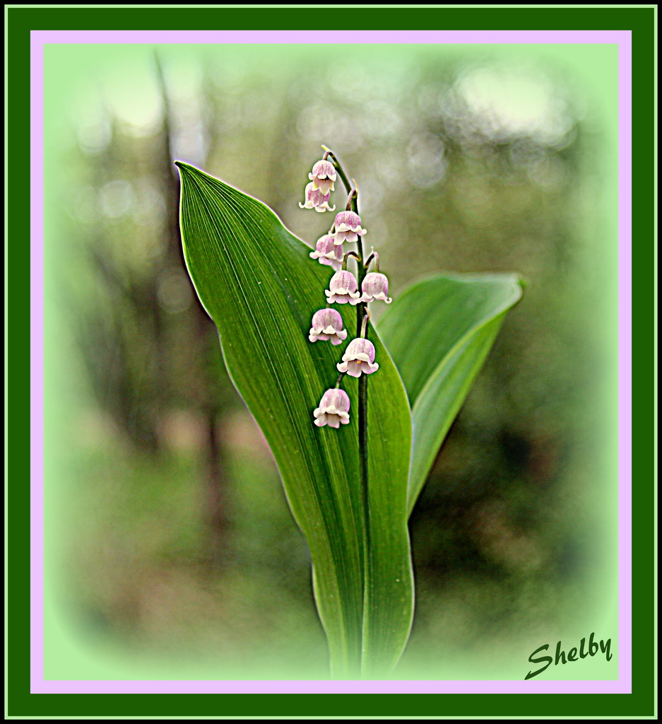 Lily of the Valley by vernabeth