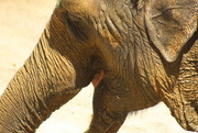 12th Apr 2015 - Elephant