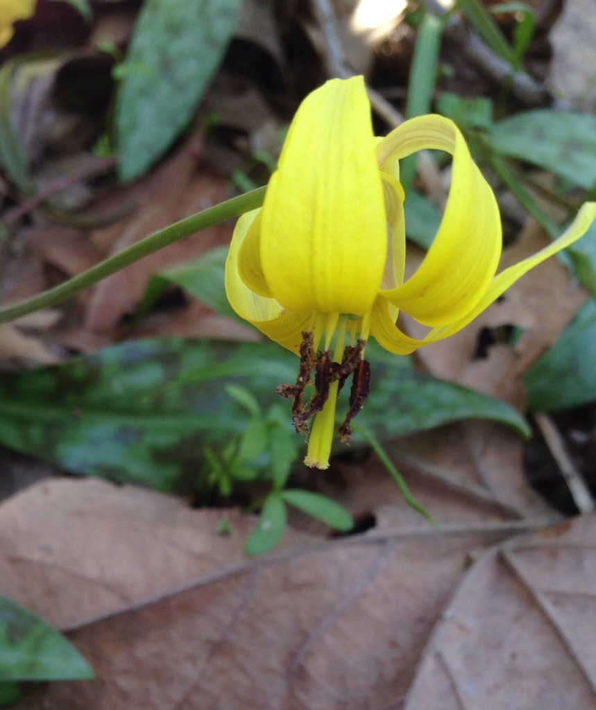 trout lily by wiesnerbeth