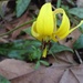 trout lily by wiesnerbeth