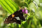 12th Apr 2015 - Butterfly and friend